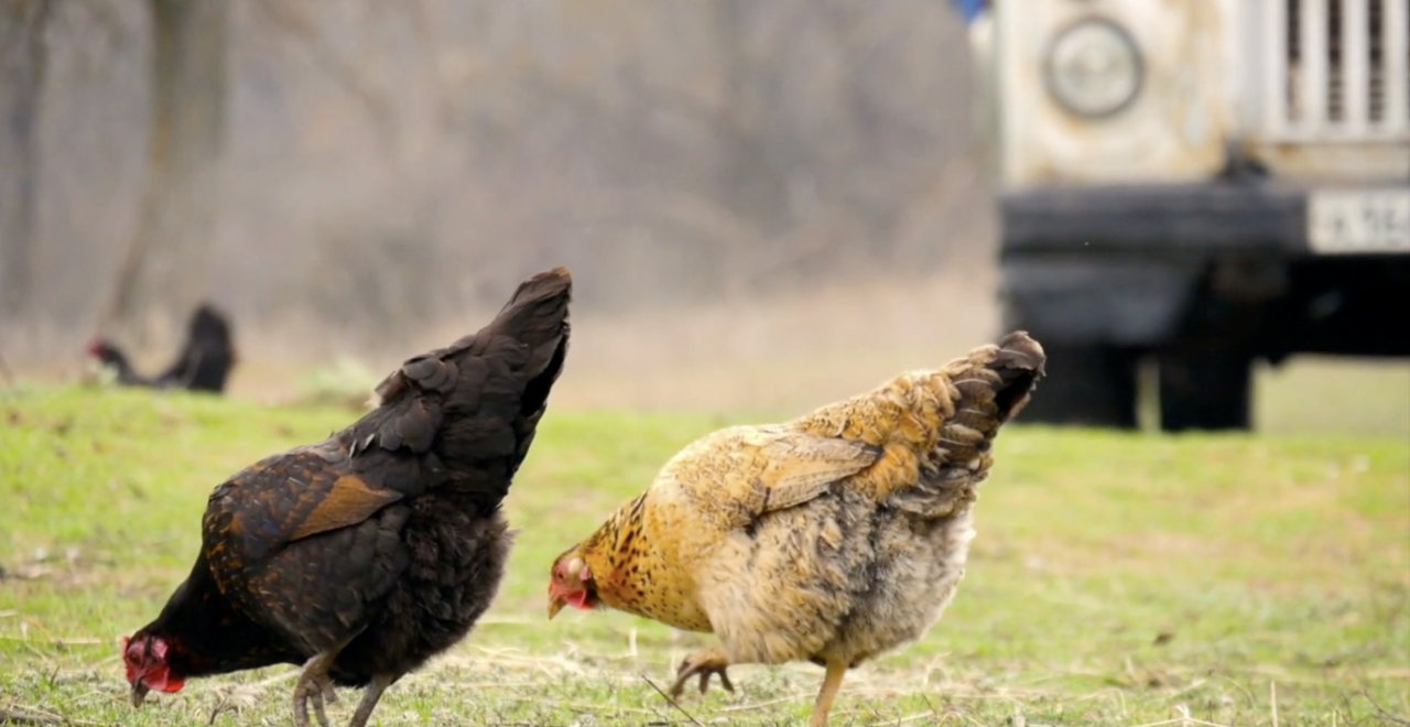 Screen Shot 2021-08-16 at 12.46.59 PM.png