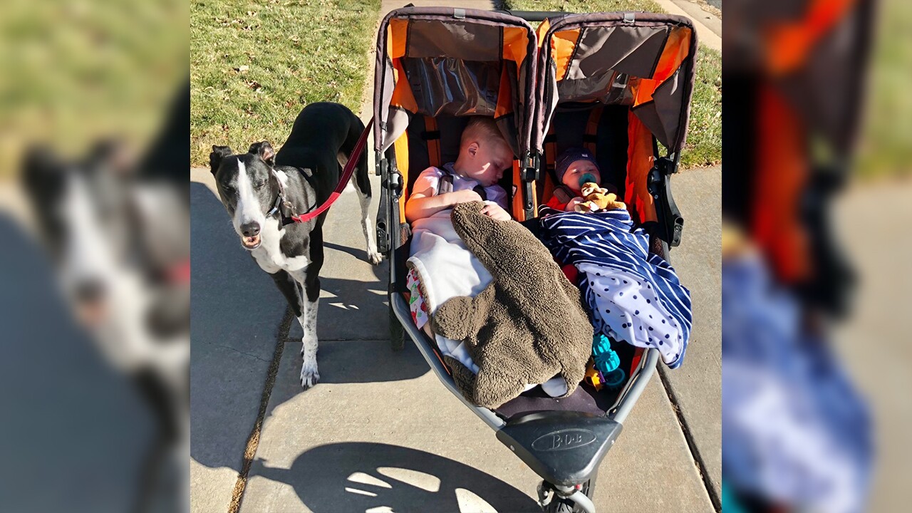 Brie babies in stroller