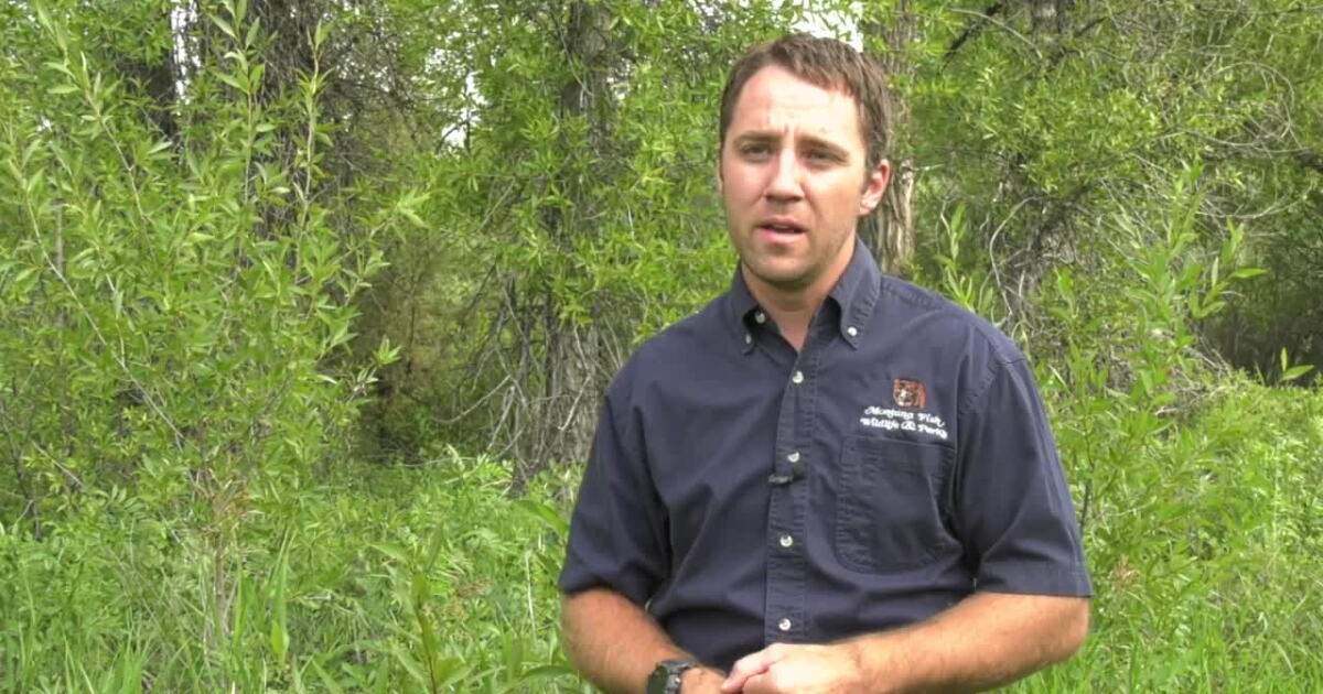 Officials renewing safety warnings in Montana bear country - Vimarsana News