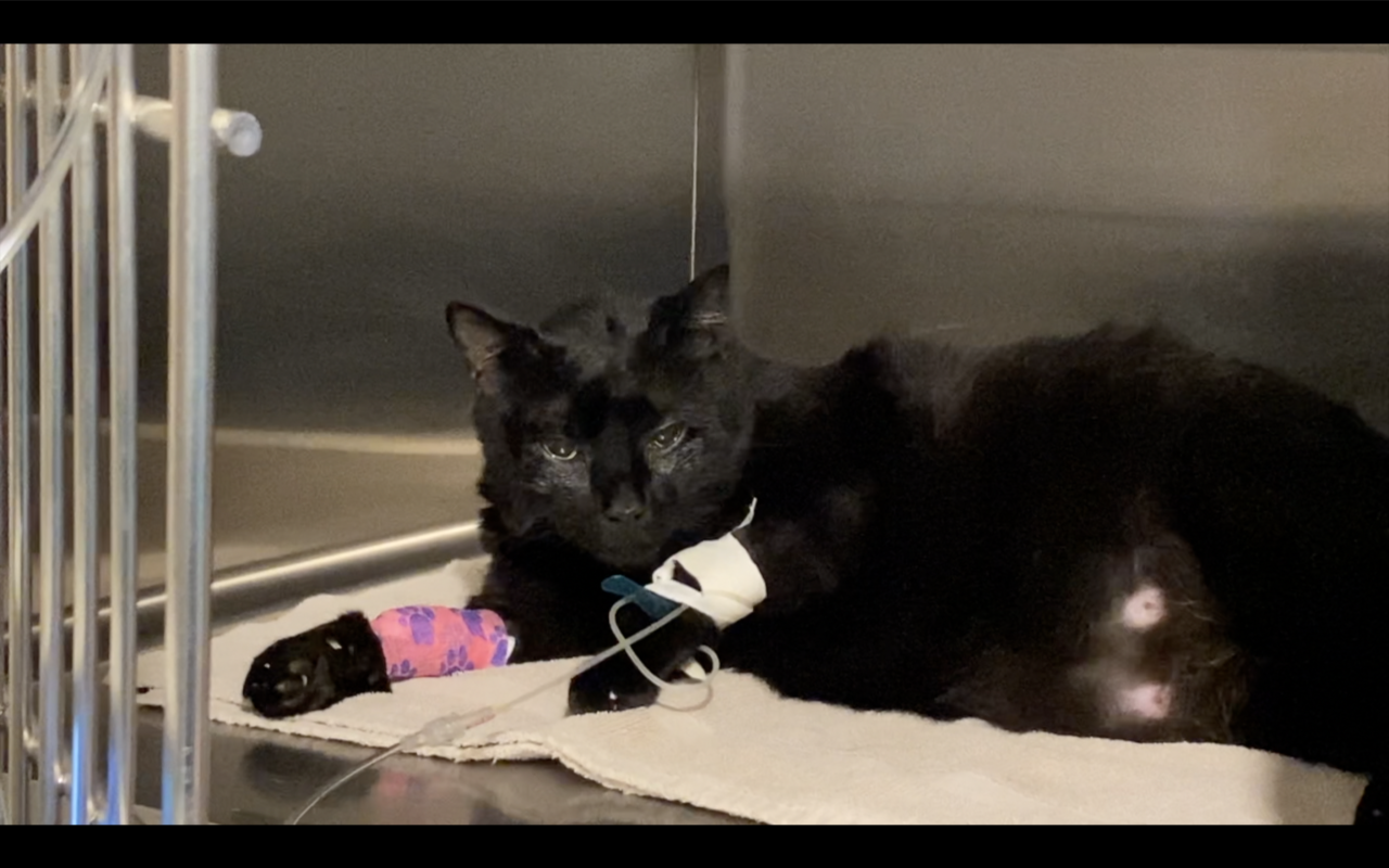 Screen Shot 2021-08-03 at 7.09.54 PM.png