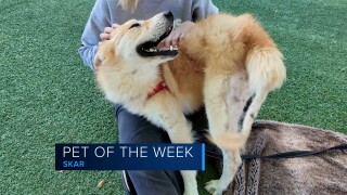 Pet of the Week: Skar