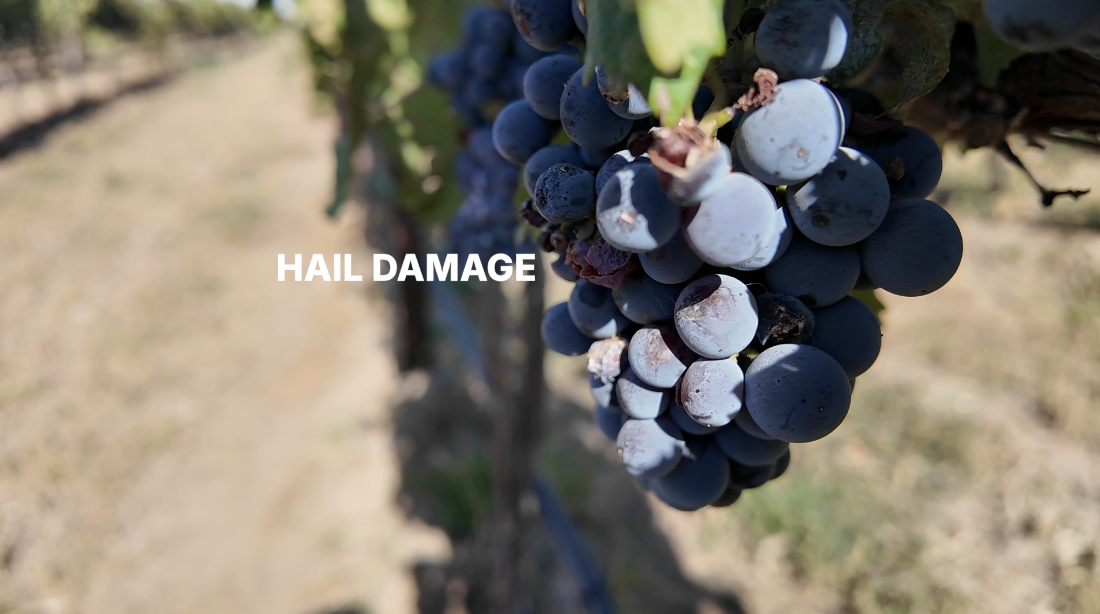 Huston Hail-damaged Grapes