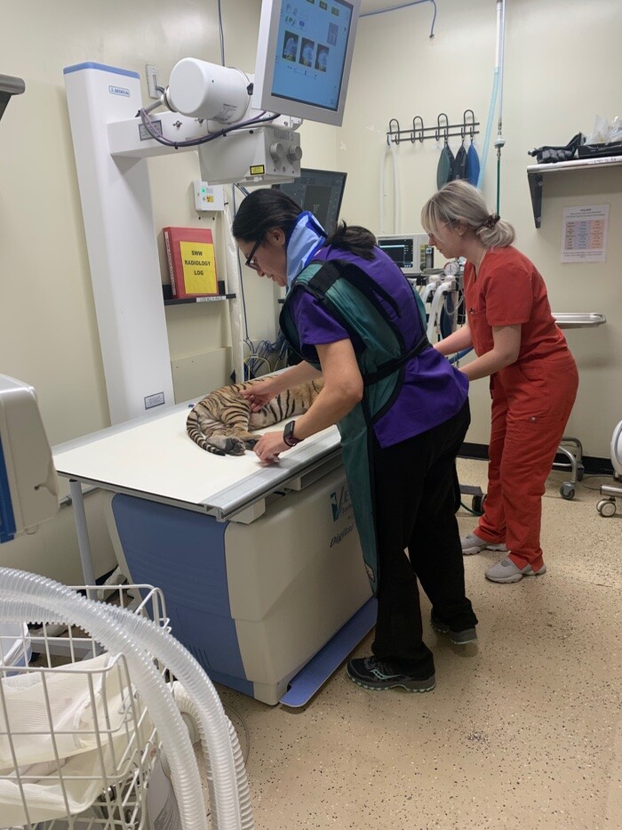tiger rescued Phoenix Southwest Wildlife