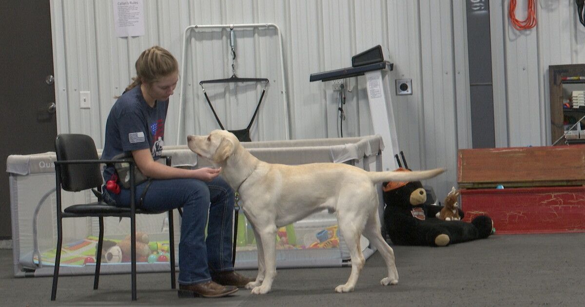 Pets for vets: How much does it cost to train a service dog in Montana? - Vimarsana News
