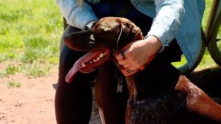 Pets and ticks.jpg