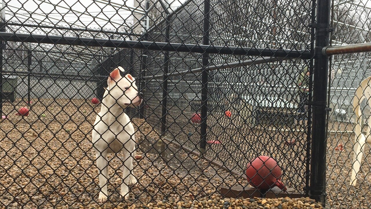 IACS launches campaign to help keep animals in their