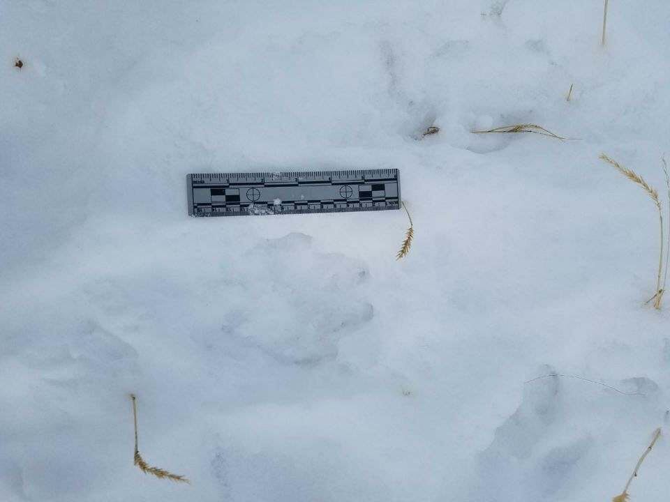 suspected-wolf-prints.jpg