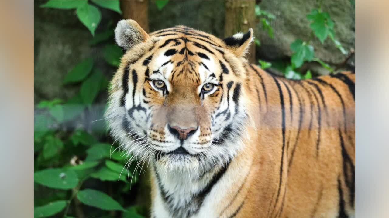 Sivaki the Amur tiger, potter park zoo