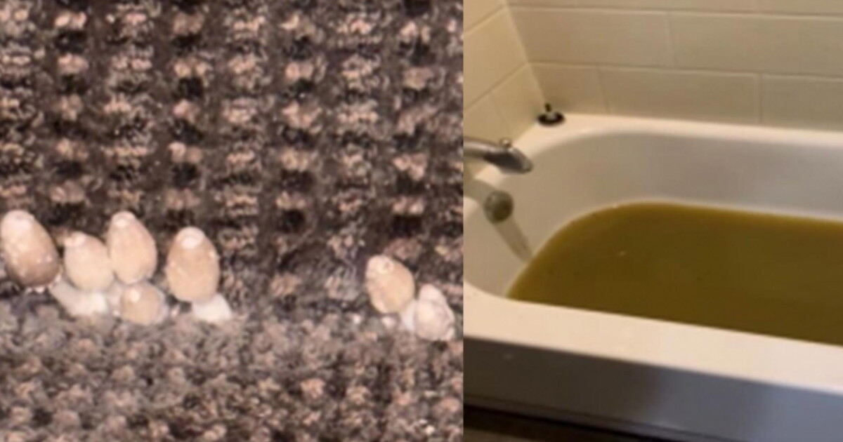 Residents of Baltimore hotels turned homeless shelters complain of mushrooms growing in their room