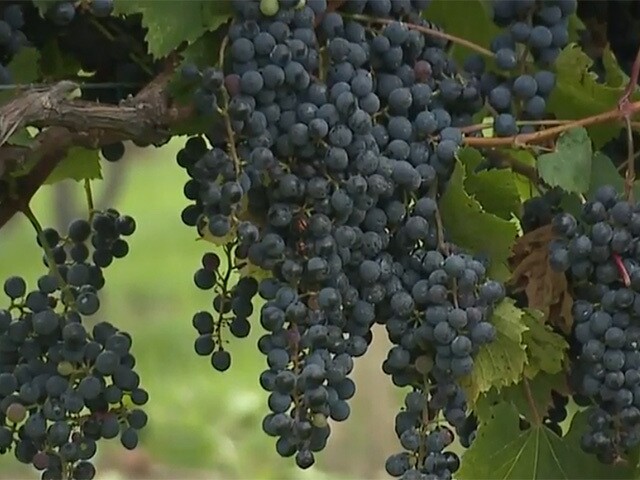 A winery is changing this Cleveland neighborhood