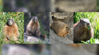 Marmots participating in Fat Marmot Week