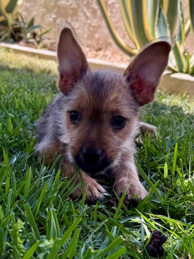 oscar (1).jpg
