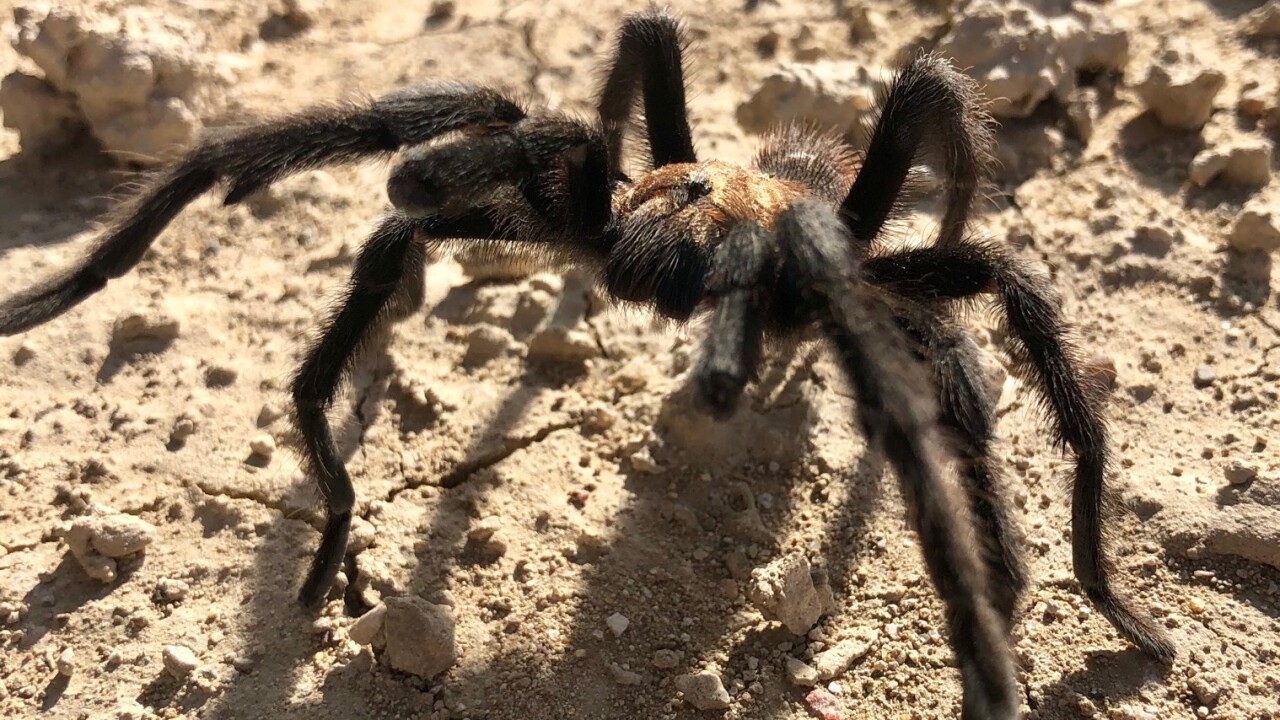 Tarantula_by Colleen Oquist