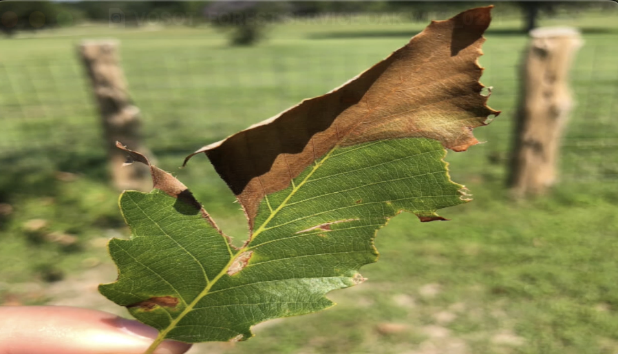 Branching out: more funding from Texas A&M Forest Service may help land owners 'leaf' Oak Wilt behind