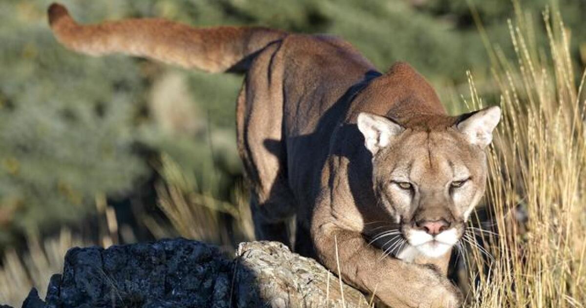 Guides face federal charges for allegedly leading illegal mountain lion hunts in Idaho, Wyoming