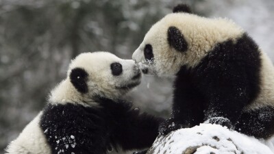 Two pandas play together.