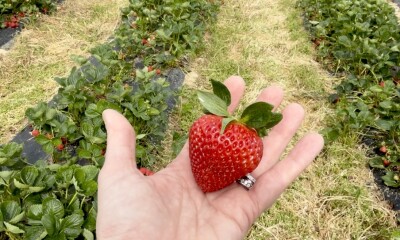 Strawberries