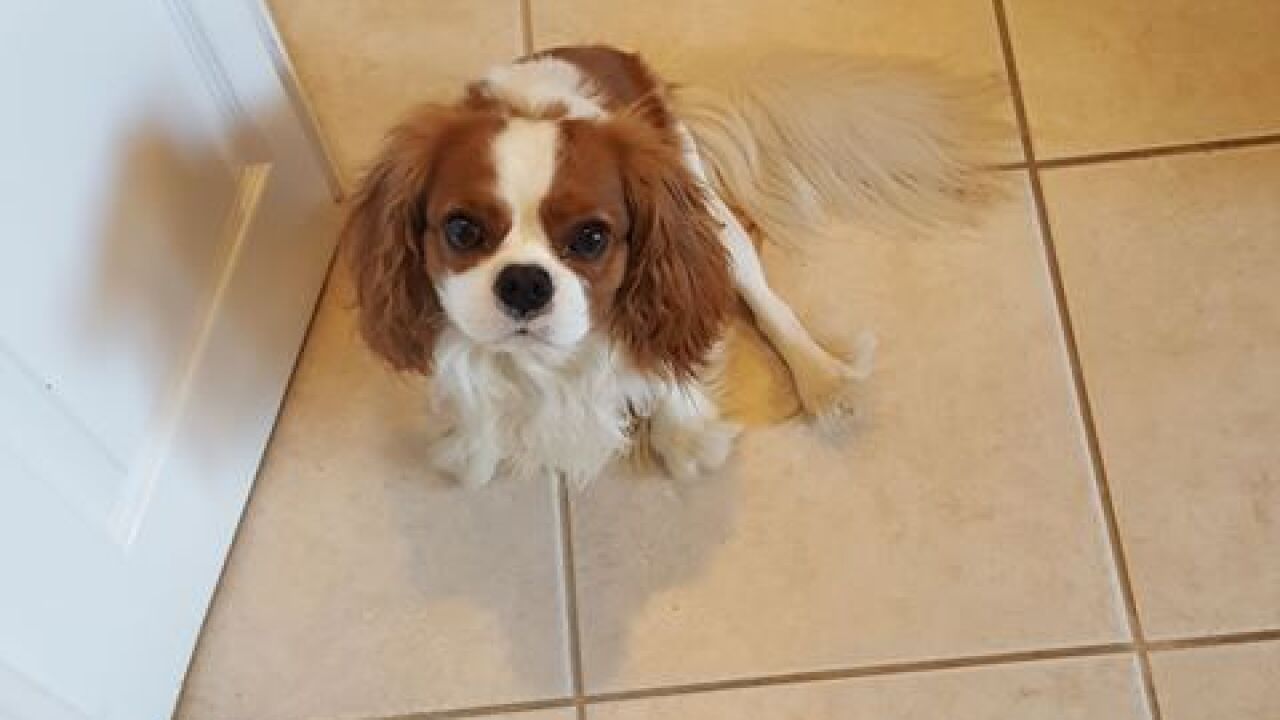 Pet finder - Jasper