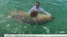 GOLIATH GROUPER