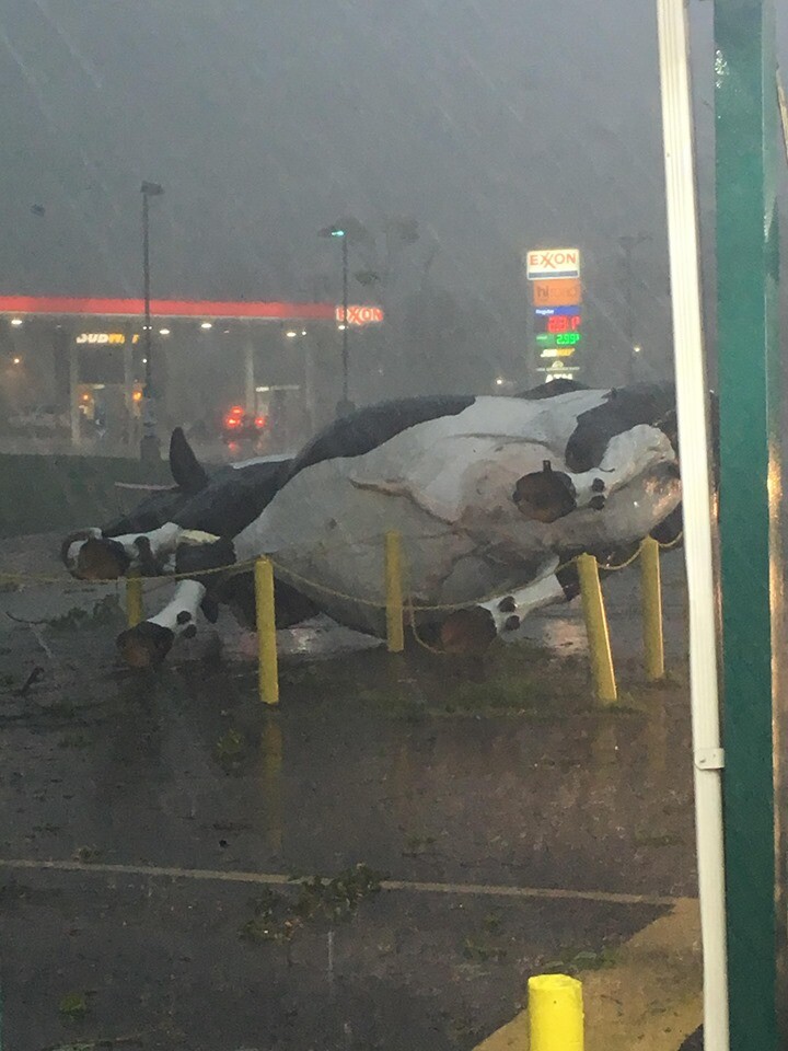 cowdown.jpg