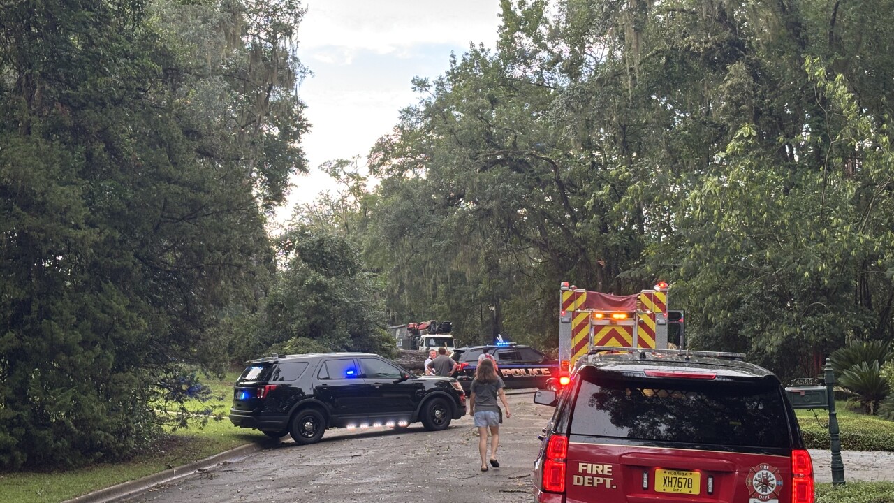 Tree falls on car killing driver
