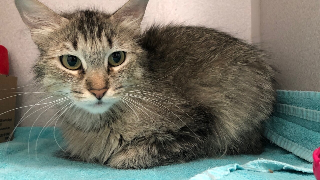 Adopt a cat for free at PACC during Adopt a Shelter Cat Month