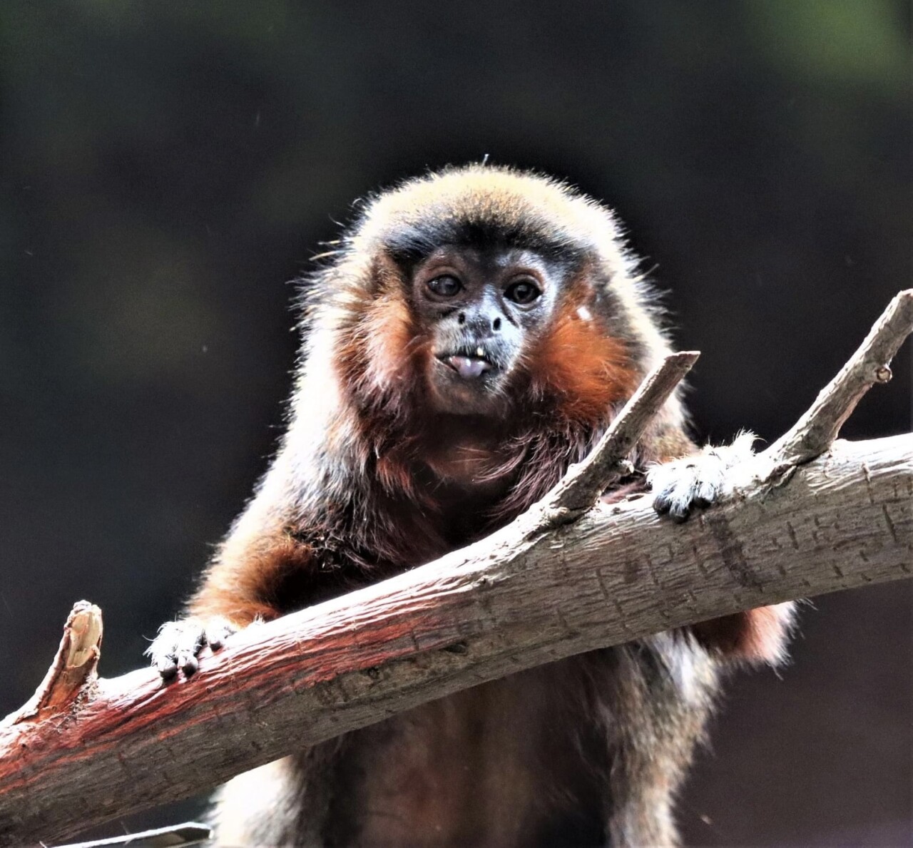 Cinnamon the coppery titi monkey