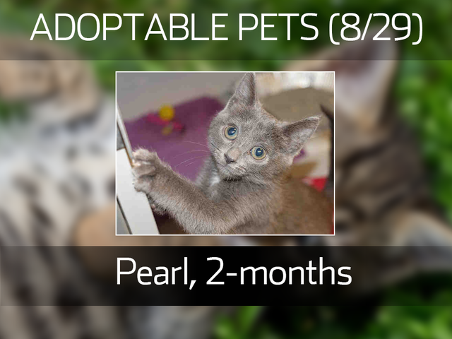 20 cute kittens and pups available for adoption in the Denver metro area in August 20 cute kittens and pups available for adoption in the Denver metro area in August