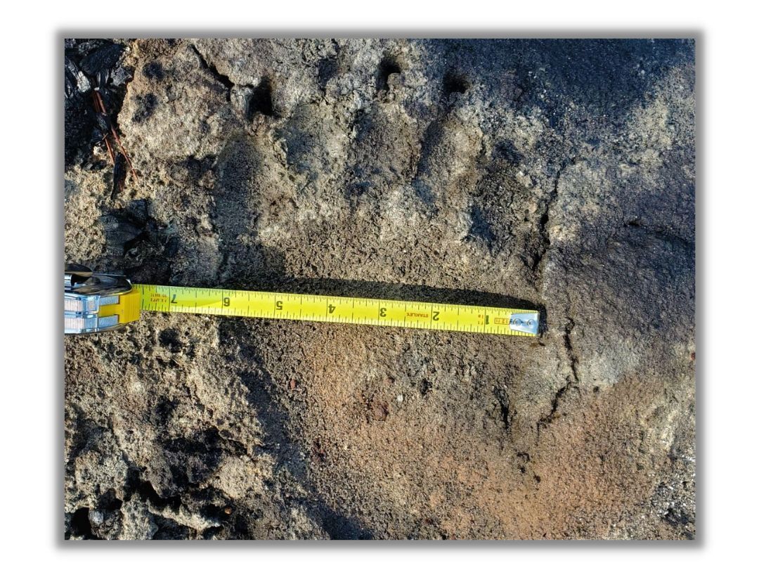 FWP confirmed the 6 ¼-inch-wide tracks were made by a grizzly bear