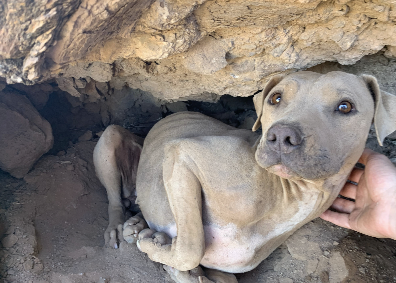 puppy rescued from mountain
