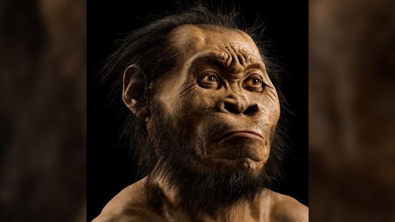 A reconstruction of Homo naledi's head by paleoartist John Gurche, who spent some 700 hours recreating the head from bone scans.