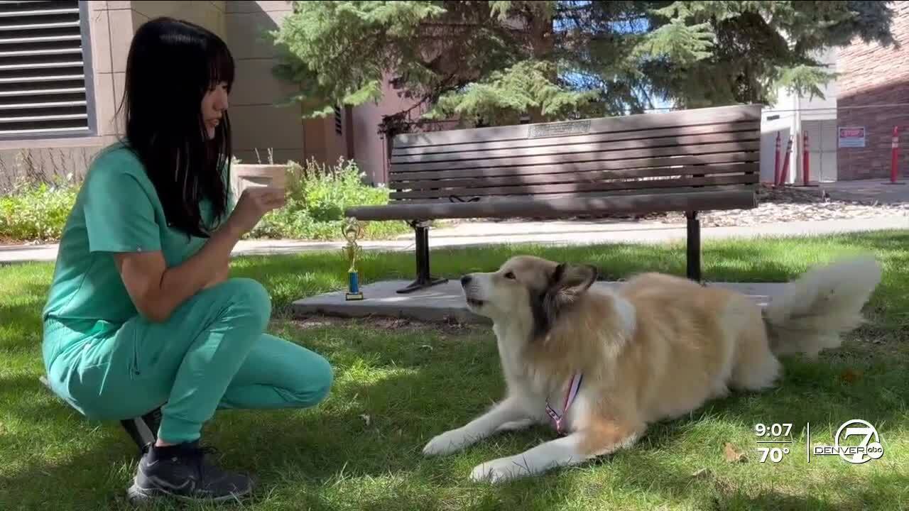 odell brewing top dog.jpg