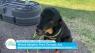 Meet Oso! Coastal Living's Pet of the Week - Sponsored by Animal Medical Corpus Christi