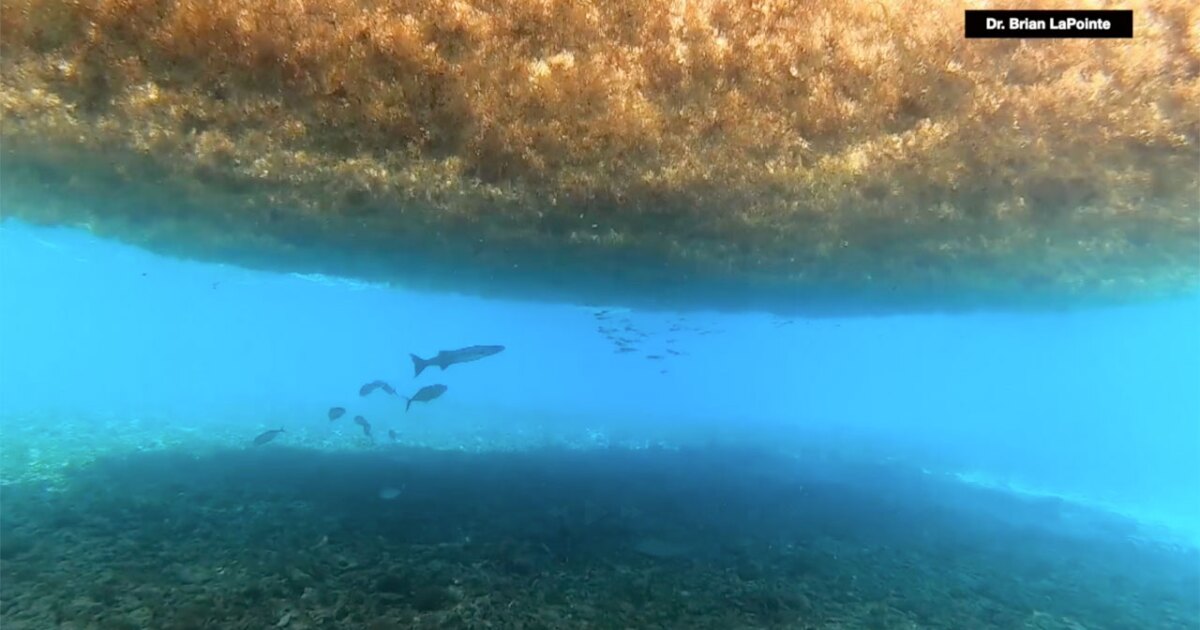 Sargassum seaweed helps and hurts Florida sea turtles during nesting season