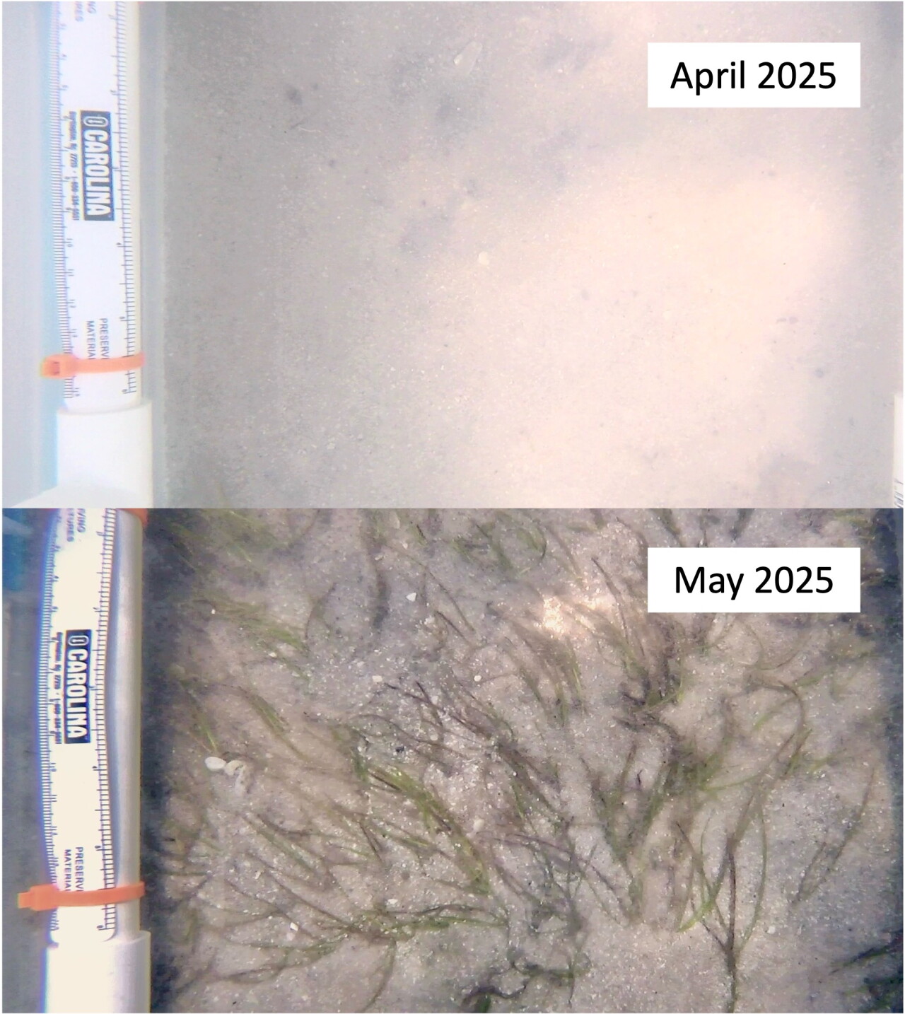 PHOTO OF SEAGRASS QUADRANTS.jpg