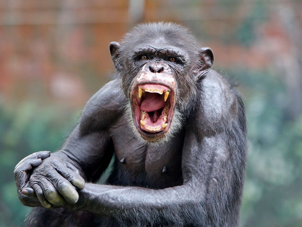 STOCK PHOTO/Getty Images. A chimpanzee smiles in this stock photo.