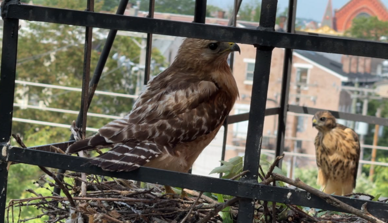Red-Shouldered Hawks Pendleton