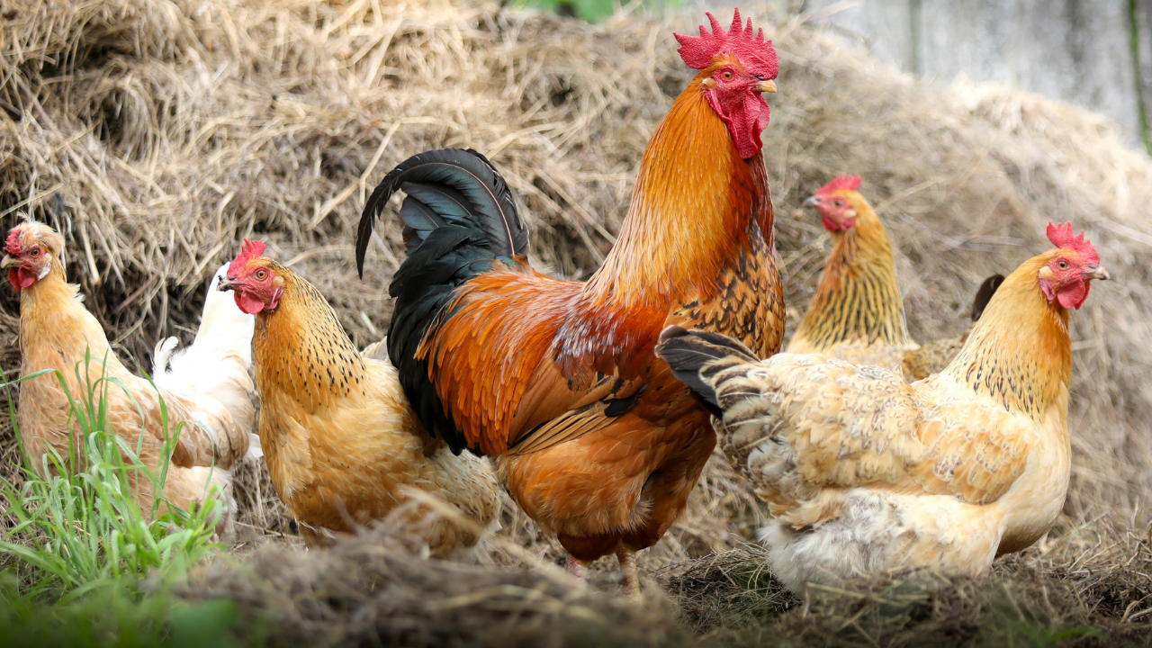 chickens rooster.png