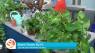 Turn your black thumb green with these gardening tips!