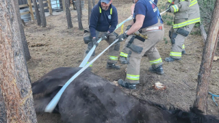 Horse Rescue 1.png