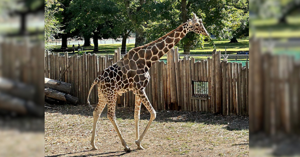 Jabari the giraffe 'doing well' after health exam at Zoo Boise
