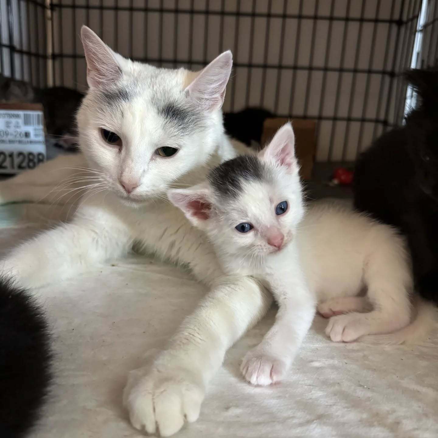STRAY SPAY 4.jpeg