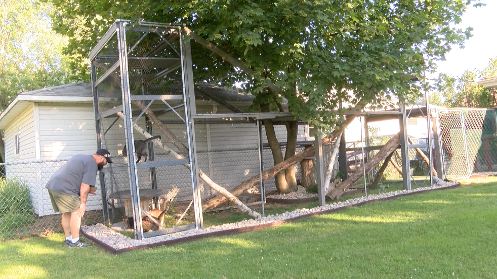 An outside play area for the seven cats the couple has rescued.