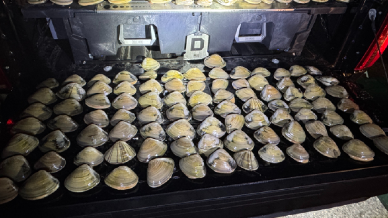 Clams arrest.png
