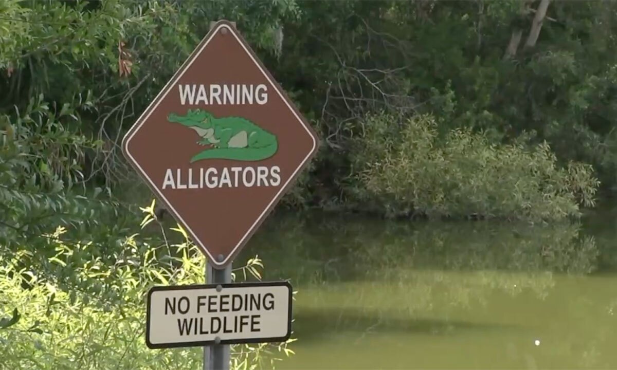 Alligator warning sign