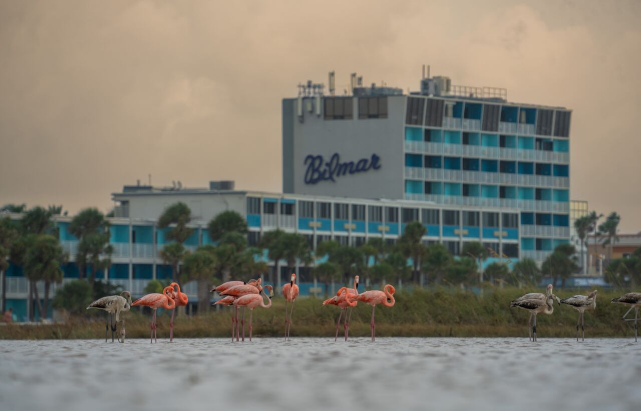 Flamingos in TI Bilmar2.jpg