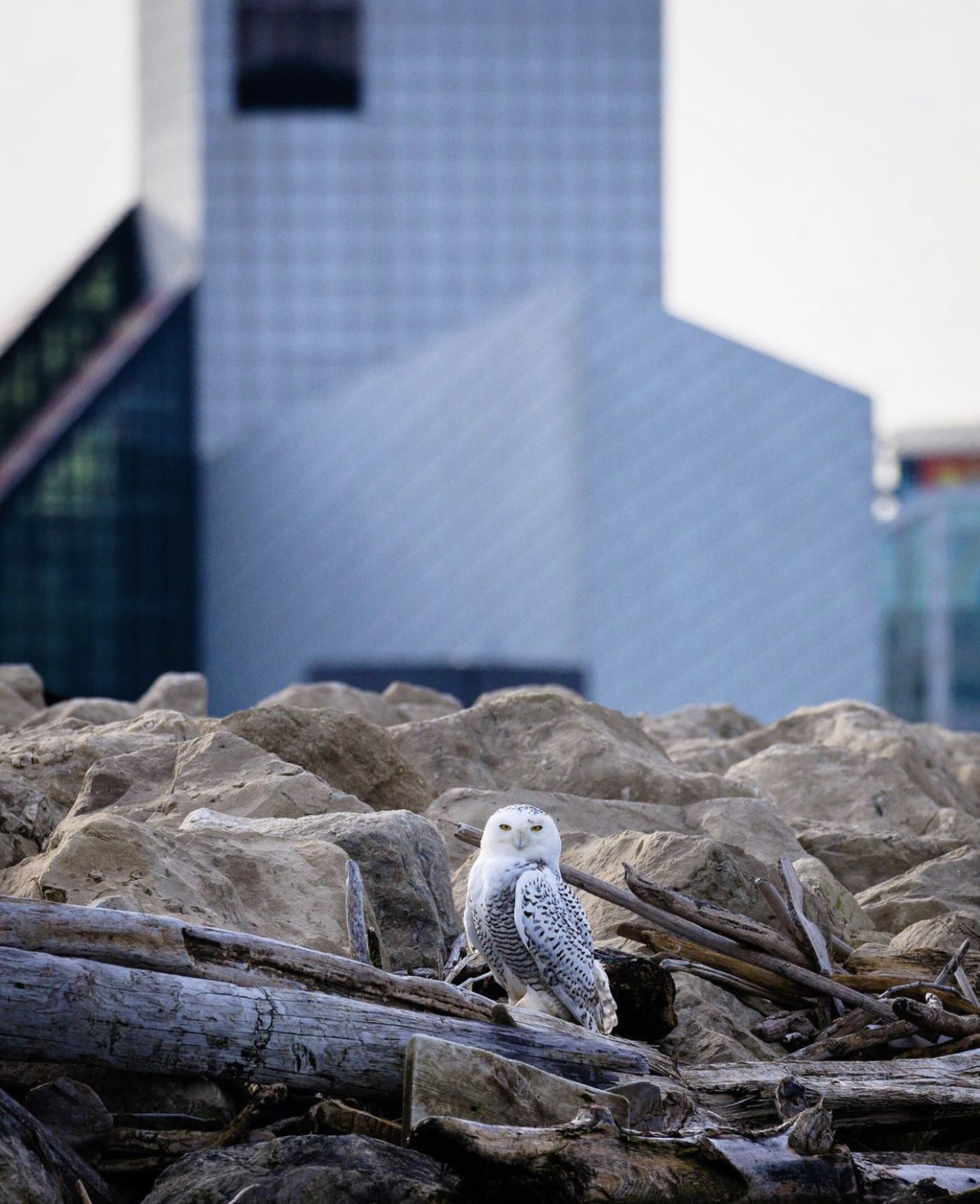 Snowy owls begin to arrive along CLE lakefront