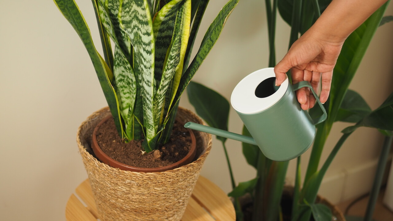 Watering,A,Houseplant,With,A,Green,Watering,Can
