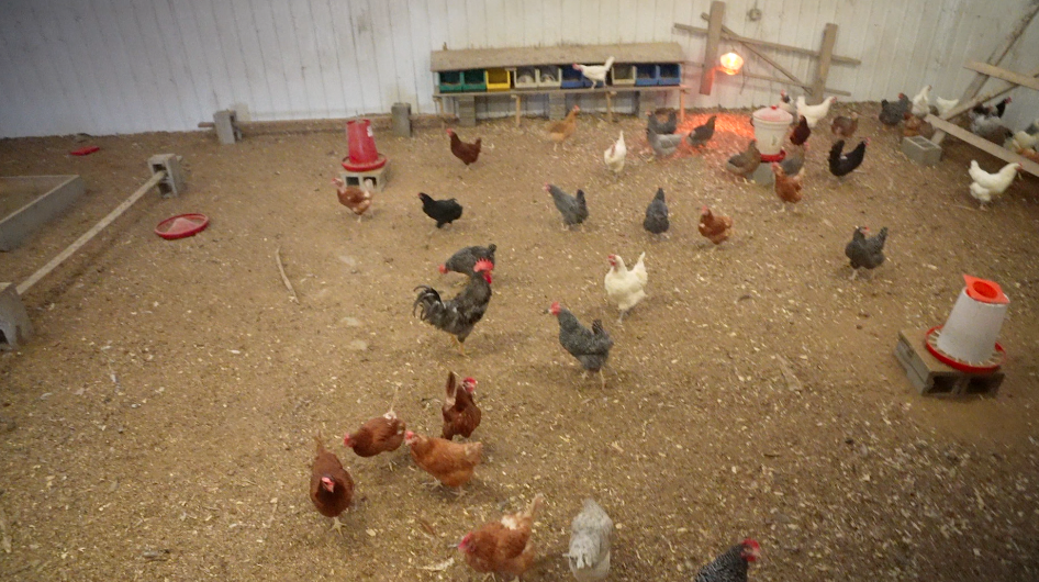 Doug Evans raises 300 chickens in barns on his property on Mt. Carmel Road.