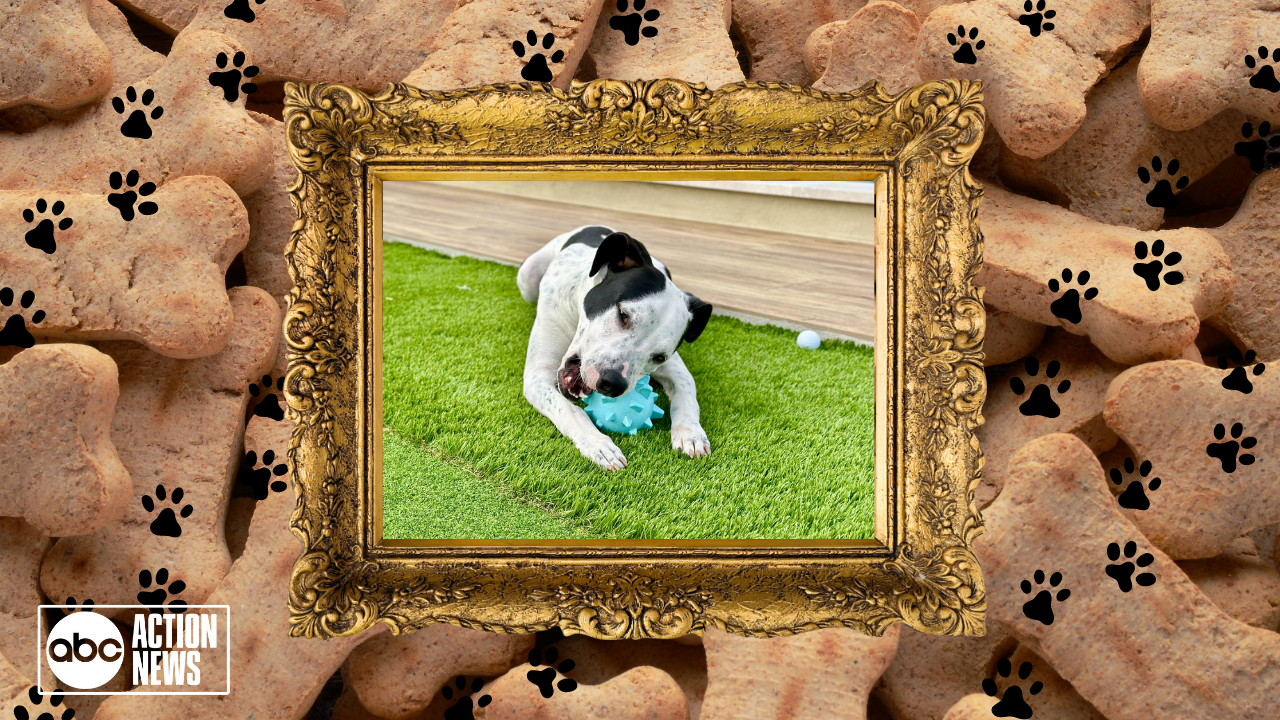 Rescues in Action: Chance